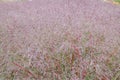 Switchgrass Panicum virgatum Squaw, sea of reddish plumes with seeds Royalty Free Stock Photo